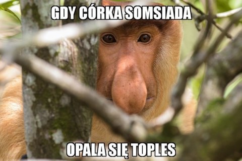 Maska "nosacz polski" Maska "nosacz polski"