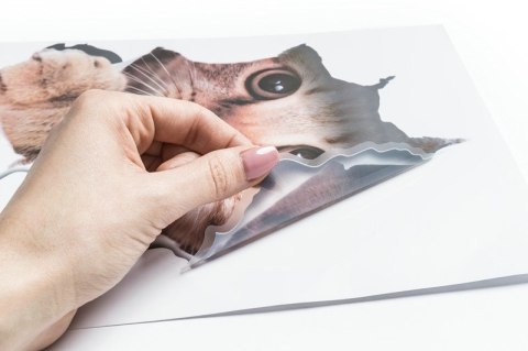 Naklejka KOT 3D Naklejka KOT 3D